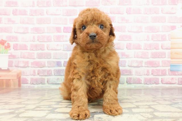 群馬県のトイプードル(トイ) (Coo&RIKU藤岡店/2025年3月5日生まれ/男の子/レッド)の子犬