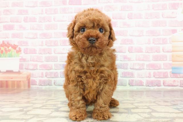 東京都のトイプードル(トイ) (Coo&RIKU練馬店/2025年3月5日生まれ/男の子/レッド)の子犬