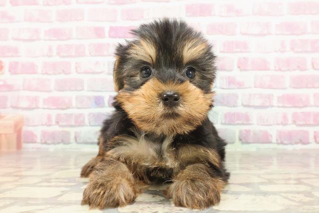 秋田県のヨークシャーテリア (Coo&RIKU秋田店/2025年3月5日生まれ/女の子/スチールブルータン)の子犬