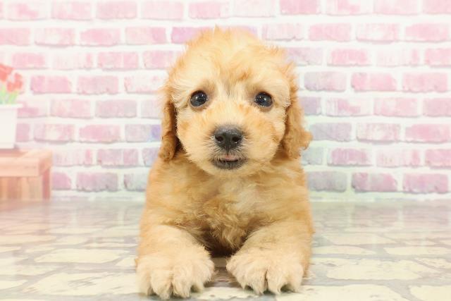 千葉県のトイプードル(トイ) (Coo&RIKU市原店/2025年3月9日生まれ/男の子/アプリコット)の子犬