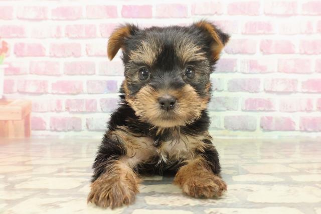 千葉県のヨークシャーテリア (Coo&RIKU市原店/2025年3月9日生まれ/女の子/スチールブルータン)の子犬