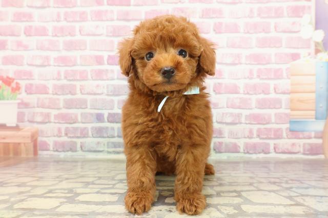 新潟県のトイプードル(トイ) (Coo&RIKU長岡店/2025年3月2日生まれ/男の子/レッド)の子犬