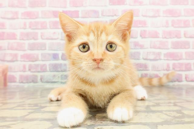 岩手県のマンチカン (Coo&RIKU一関店/2025年3月3日生まれ/女の子/レッドタビー)の子猫