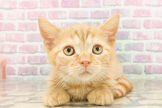 宮城県のマンチカン (Coo&RIKUイオンタウン古川店/2025年3月3日生まれ/男の子/レッドタビー)の子猫