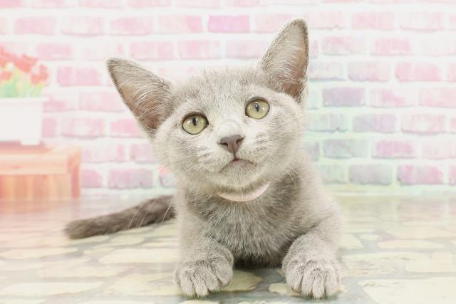 埼玉県のロシアンブルー (Coo&RIKUアニマルケアセンター大宮/2025年2月19日生まれ/女の子/ブルー)の子猫