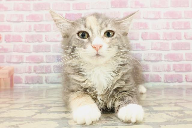 ノルウェージャン・フォレストキャット