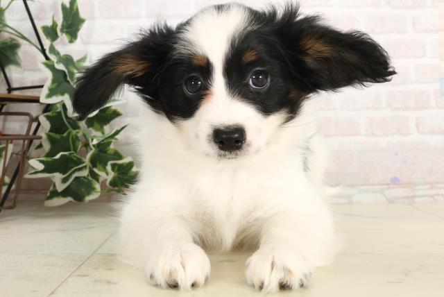 広島県のパピヨン (Coo&RIKUゆめタウン大竹店/2025年3月8日生まれ/男の子/トライカラー)の子犬