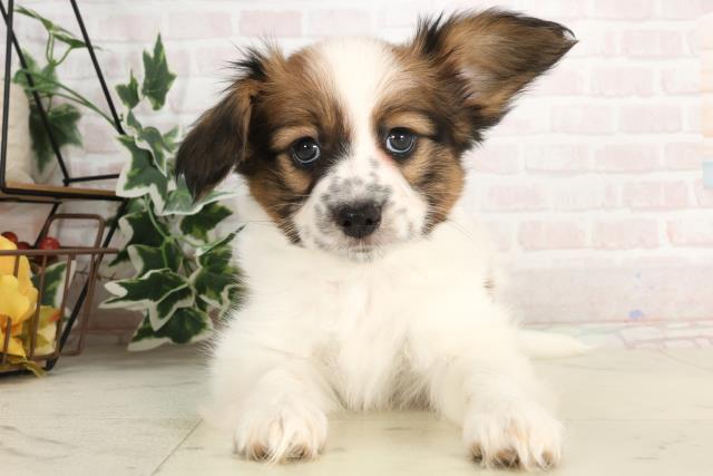 岡山県のパピヨン (Coo&RIKU岡山店/2025年3月8日生まれ/男の子/ホワイトブラウン)の子犬