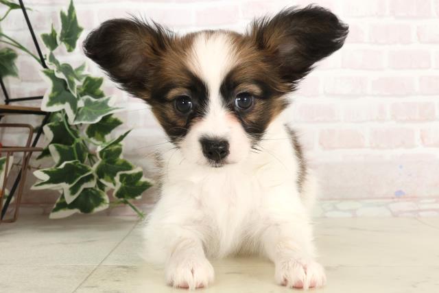 広島県のパピヨン (Coo&RIKU広島北店/2025年3月8日生まれ/女の子/ホワイトブラウン)の子犬