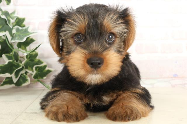 岡山県のヨークシャーテリア (Coo&RIKU岡山店/2025年3月8日生まれ/男の子/スチールブルータン)の子犬