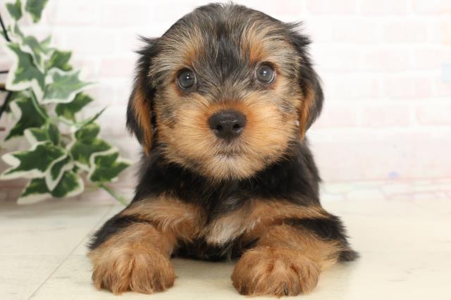 広島県のヨークシャーテリア (Coo&RIKU福山店/2025年3月8日生まれ/男の子/スチールブルータン)の子犬