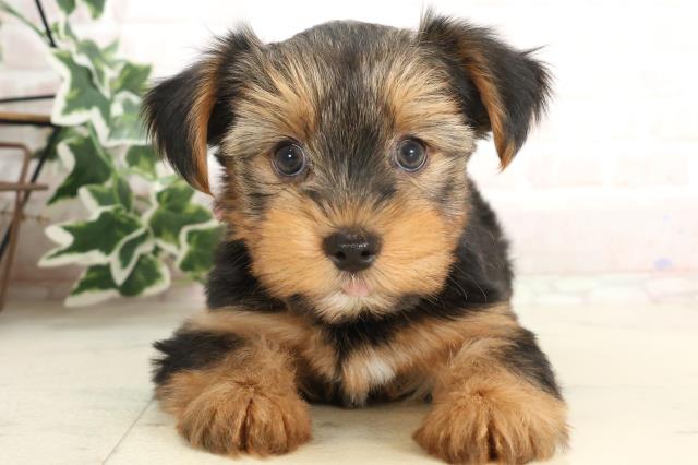 長崎県のヨークシャーテリア (Coo&RIKU大村店/2025年3月8日生まれ/女の子/スチールブルータン)の子犬