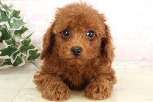 福岡県のトイプードル(トイ) (Coo&RIKUフォレストシティ春日店/2025年3月9日生まれ/男の子/レッド)の子犬