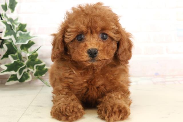 広島県のトイプードル(トイ) (Coo&RIKU広島北店/2025年3月9日生まれ/女の子/レッド)の子犬