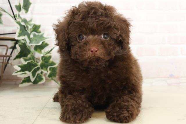 山口県のトイプードル(トイ) (Coo&RIKUサンパークあじす店/2025年3月5日生まれ/女の子/ブラウン)の子犬