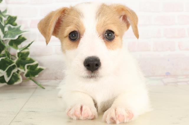 島根県のジャックラッセルテリア (Coo&RIKU出雲店/2025年3月5日生まれ/女の子/ホワイトタン)の子犬