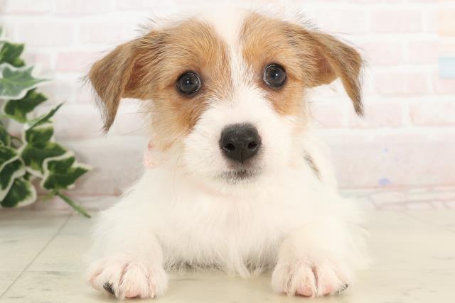 千葉県のジャックラッセルテリア (Coo&RIKU東金店/2025年3月5日生まれ/女の子/ホワイトタン)の子犬