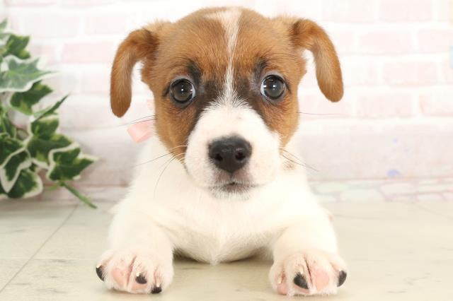 広島県のジャックラッセルテリア (Coo&RIKU福山店/2025年3月5日生まれ/女の子/ホワイトタン)の子犬