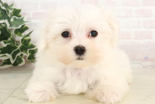 高知県のマルチーズ (Coo&RIKU高知御座店/2025年3月6日生まれ/男の子/ホワイト)の子犬