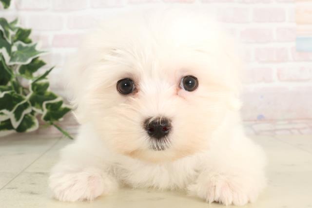 岡山県のマルチーズ (Coo&RIKU岡山店/2025年3月6日生まれ/女の子/ホワイト)の子犬