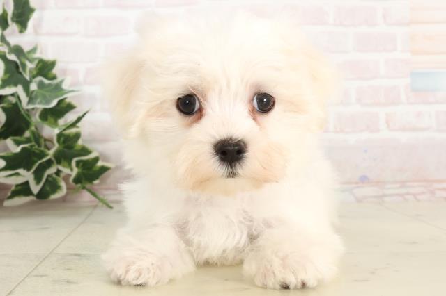 島根県のマルチーズ (Coo&RIKU出雲店/2025年3月6日生まれ/女の子/ホワイト)の子犬
