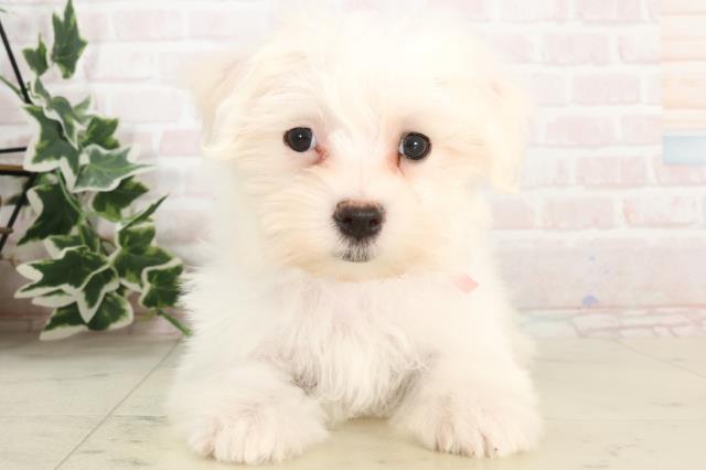 山口県のマルチーズ (Coo&RIKUシーモール下関店/2025年3月6日生まれ/女の子/ホワイト)の子犬