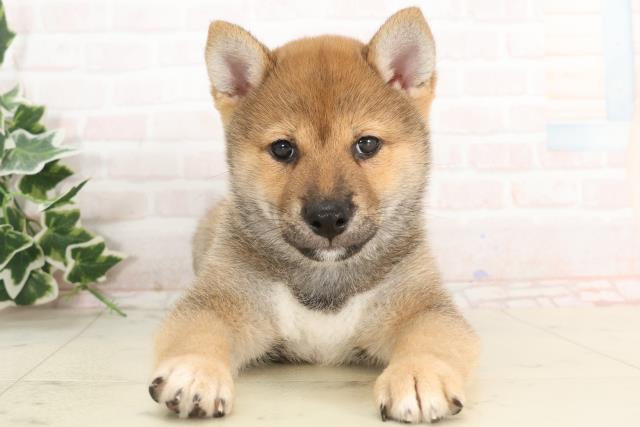岡山県の豆柴 (Coo&RIKU岡山店/2025年3月6日生まれ/男の子/赤)の子犬