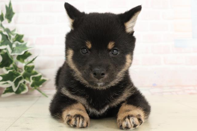 広島県の豆柴 (Coo&RIKU広島北店/2025年3月6日生まれ/男の子/黒)の子犬