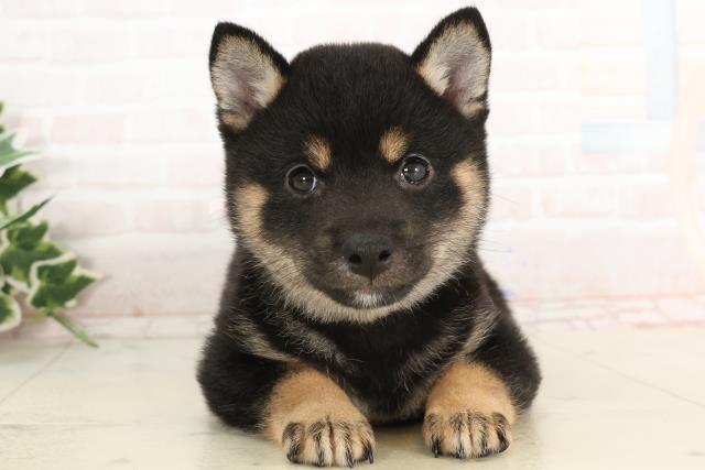 広島県の豆柴 (Coo&RIKUゆめタウン大竹店/2025年3月6日生まれ/女の子/黒)の子犬