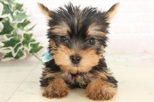 福岡県のヨークシャーテリア (Coo&RIKU福岡東店/2025年3月9日生まれ/男の子/スチールブルータン)の子犬
