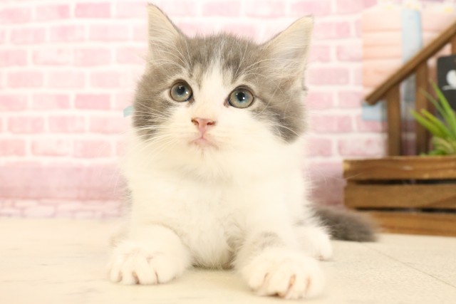 福岡県のメインクーン (Coo&RIKU福岡西店/2025年3月1日生まれ/男の子/ブルータビーホワイト)の子猫