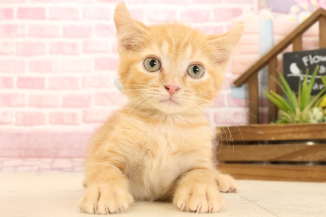 福岡県のキンカロー (Coo&RIKU黒崎店/2025年2月25日生まれ/男の子/レッドタビー)の子猫