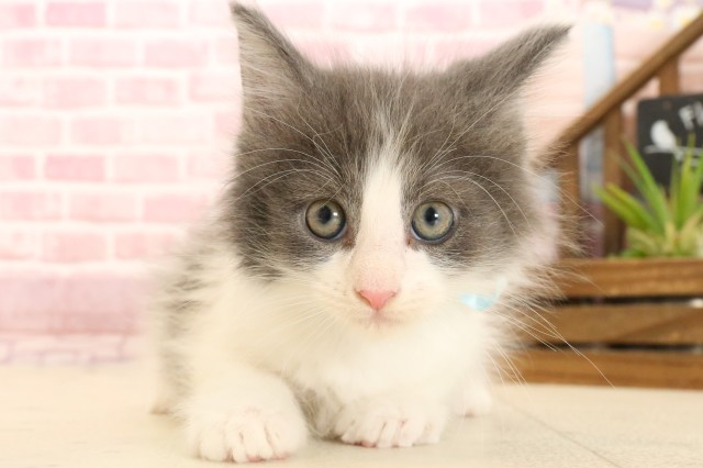 鹿児島県のメインクーン (Coo&RIKU霧島店/2025年3月7日生まれ/男の子/ブルータビーホワイト)の子猫