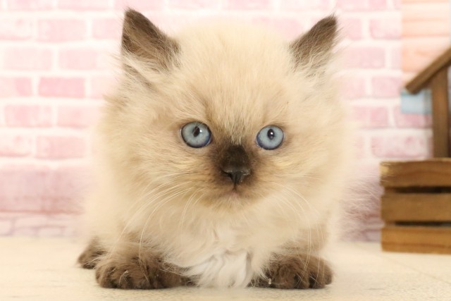 長崎県のヒマラヤン (Coo&RIKU大村店/2025年3月9日生まれ/男の子/シールポイント)の子猫