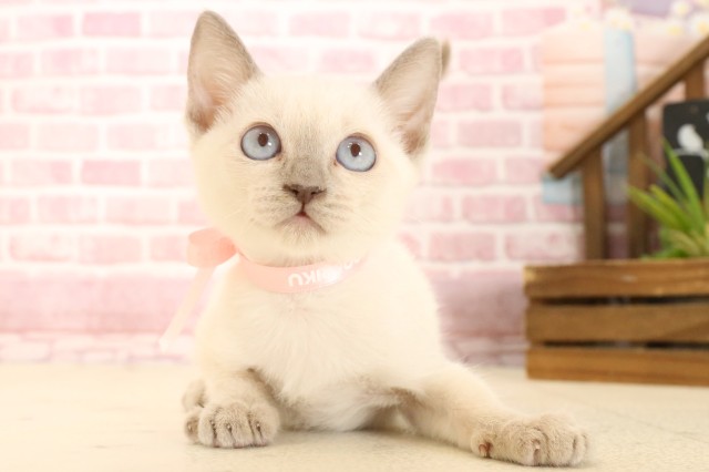 鹿児島県のトンキニーズ (Coo&RIKU鹿児島店/2025年2月16日生まれ/女の子/ブルーミンク)の子猫
