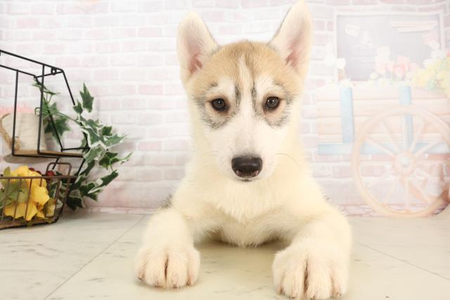 徳島県のシベリアンハスキー (Coo&RIKU徳島店/2025年3月3日生まれ/男の子/シルバーホワイト)の子犬