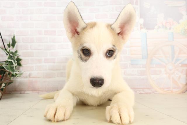 岡山県のシベリアンハスキー (Coo&RIKU岡山店/2025年3月3日生まれ/男の子/シルバーパイボールド)の子犬