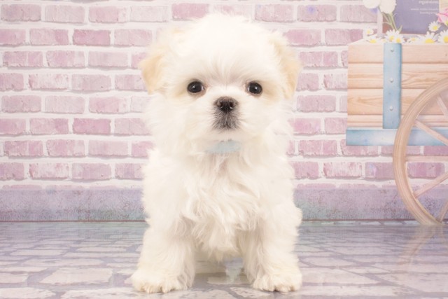 滋賀県のマルチーズ (Coo&RIKU東近江店/2025年3月9日生まれ/男の子/ホワイト)の子犬