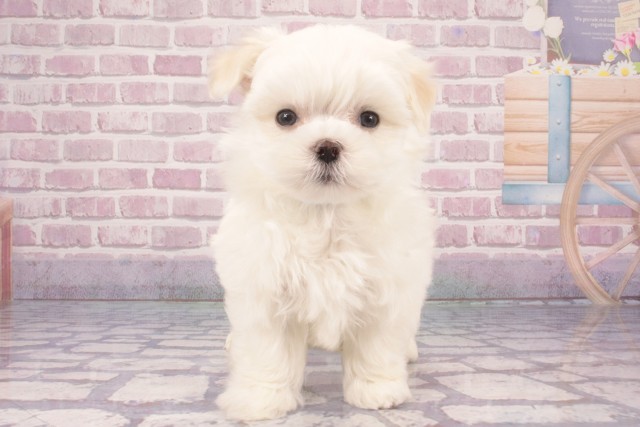 大阪府のマルチーズ (Coo&RIKU心斎橋店/2025年3月9日生まれ/男の子/ホワイト)の子犬
