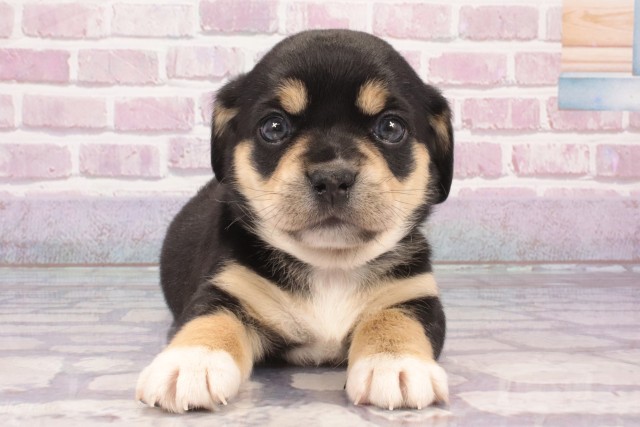 大阪府のハーフ犬・ミックス犬 (Coo&RIKU天王寺店/2025年3月9日生まれ/男の子/ブラックタン)の子犬