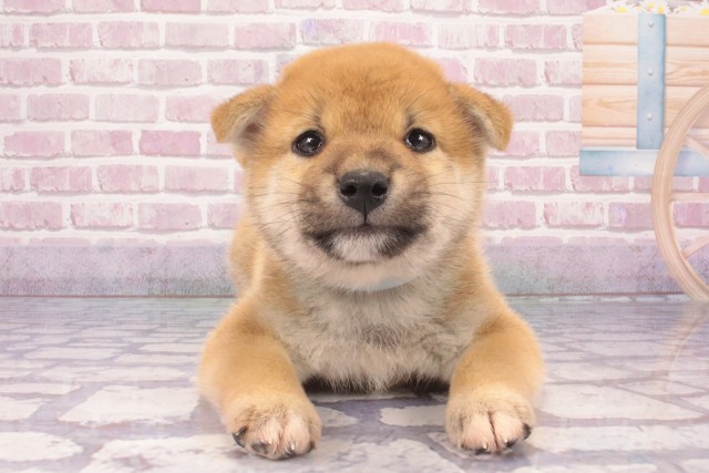 柴犬