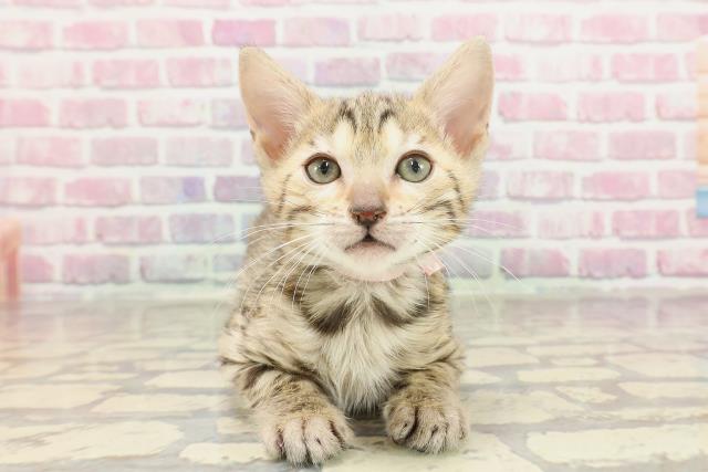 宮城県のベンガル (Coo&RIKU石巻店/2025年3月4日生まれ/女の子/ブラウンスポットタビー)の子猫