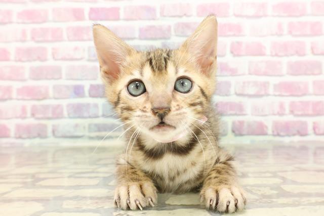 福島県のベンガル (Coo&RIKU郡山店/2025年3月4日生まれ/女の子/ブラウンスポットタビー)の子猫