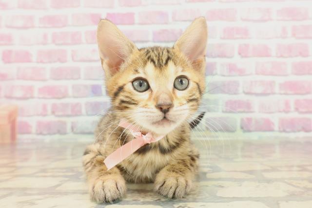 山形県のベンガル (Coo&RIKU山形店/2025年3月4日生まれ/女の子/ブラウンスポットタビー)の子猫