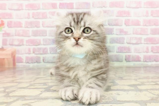 宮城県のキンカロー (Coo&RIKUイオンタウン古川店/2025年3月5日生まれ/男の子/ブラウンタビー)の子猫