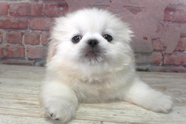 北海道のペキニーズ (Coo&RIKU釧路店/2025年3月3日生まれ/男の子/ホワイト)の子犬