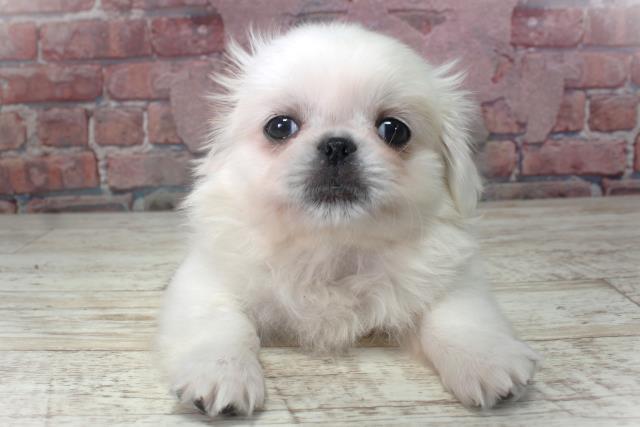 北海道のペキニーズ (Coo&RIKU北見店/2025年3月3日生まれ/男の子/ホワイト)の子犬