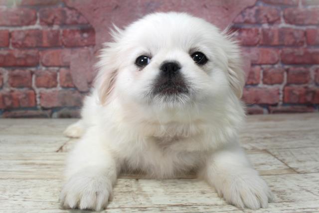 北海道のペキニーズ (Coo&RIKU岩見沢店/2025年3月3日生まれ/女の子/ホワイト)の子犬