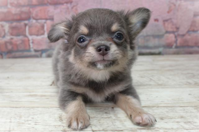 北海道のチワワ(ロング) (Coo&RIKU札幌西店/2025年3月4日生まれ/女の子/ブルータン)の子犬