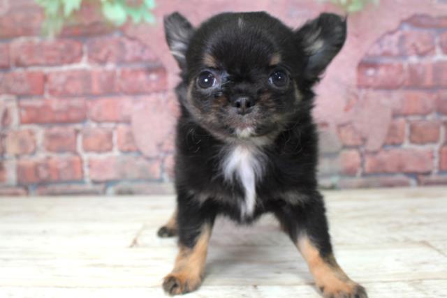 北海道のチワワ(ロング) (Coo&RIKU札幌西店/2025年3月6日生まれ/男の子/ブラックタン)の子犬